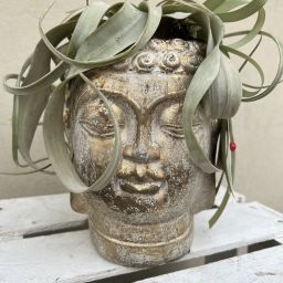 Vaso Buddha