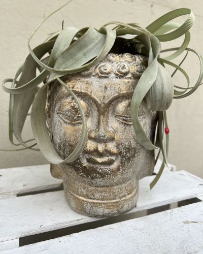 Vaso Buddha